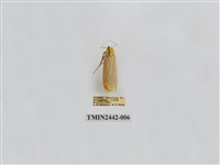 藏品(淡白凹苔蛾)的圖片